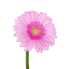 Pink gerbera