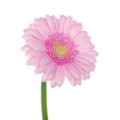 Pink gerbera