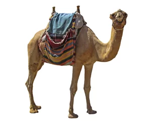Peel and stick wall murals Camel camel