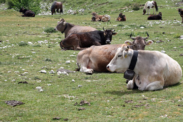 Cows - Molise