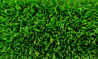 grass background