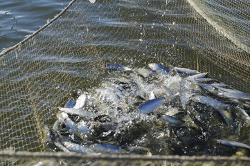 seine with catch of fish peled