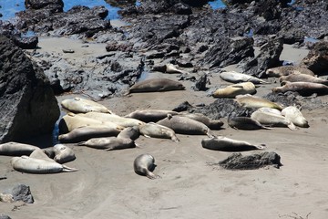 Fototapeta premium California seals in Piedras Blancas, San Simeon, California