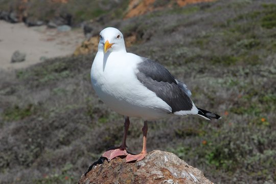 Herring gull in California
