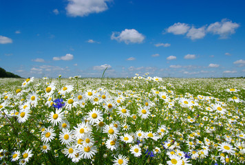 field of camomiles