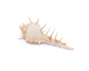Sea shell isolated on white