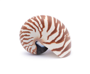Nautillus shell on white background