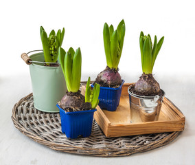 Hyacinths to accelerate flowering