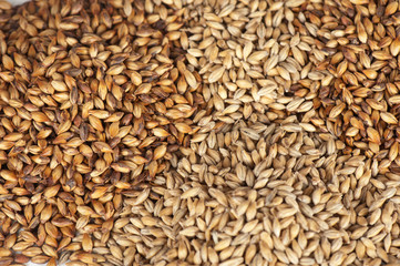 malt grains