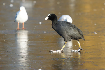 Eurasian Coot, Coot, Fulica atra