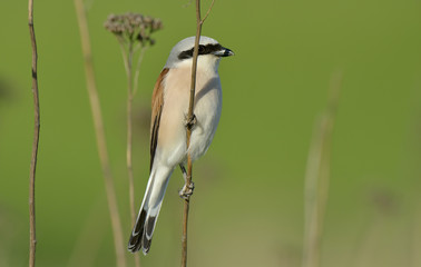 Red-backed shrike, Lanius collurio, single male
