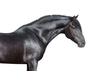 Black horse portrait on white background, isolated.