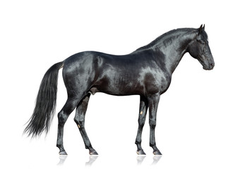 Fototapeta premium Czarny koń stojący na białym tle, na białym tle.