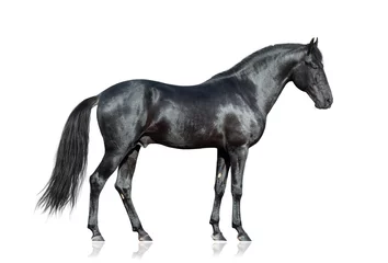 Fototapeten Schwarzes Pferd, das auf weißem Hintergrund steht, lokalisiert. © Alexia Khruscheva