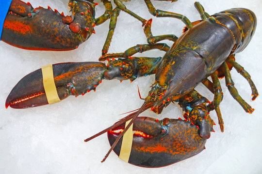 RAW  lobster in the snow