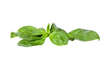green basil