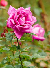 beautiful pink rose in a garden