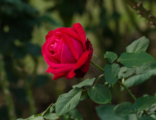 beautiful red rose in a garden