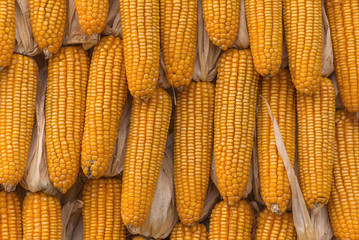 Fototapeta na wymiar Sweet Corn Agricultural products in farm