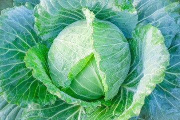 Fototapeta premium head of cabbage in the vegetable garden