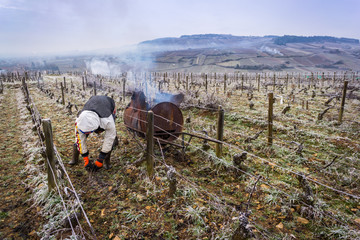 brûler les sarments