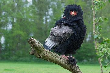 Fototapeta premium Bateleur