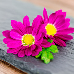 lila Blüten auf Schiefer