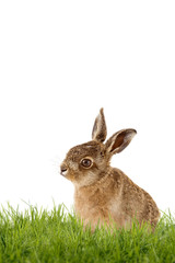 Obraz premium junger Feldhase, Osterhase