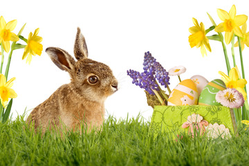 junger Feldhase, Osterhase