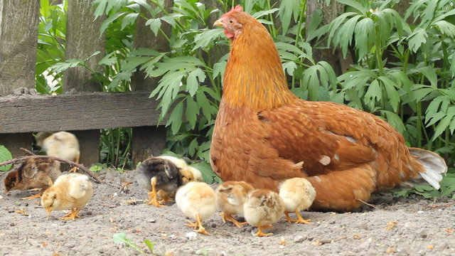 Hen and baby chickens in rural