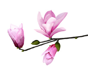 magnolia, flowers