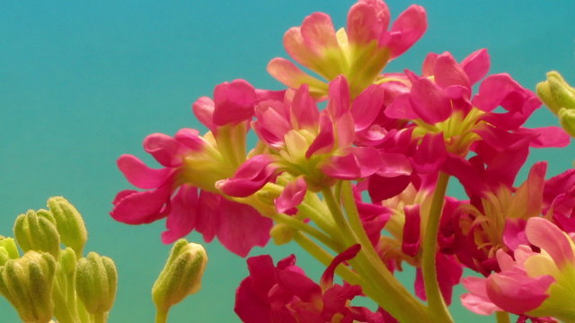 Time-lapse of purple stock (Matthiola sp.) flowers blooming.