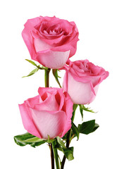 Rose flowers bunch isolated on white background