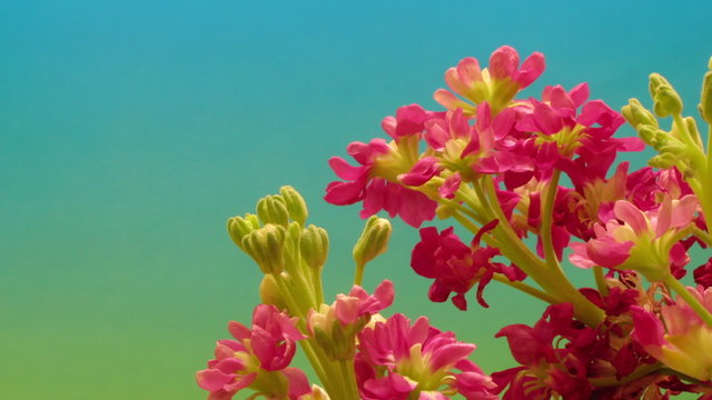 Time-lapse of purple stock (Matthiola sp.) flowers blooming.