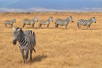 Fotobehang Kudde Zebra& 39 s © crazycolors