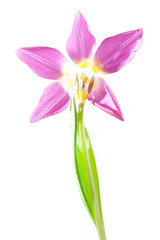 Tulpe gerupft - lila