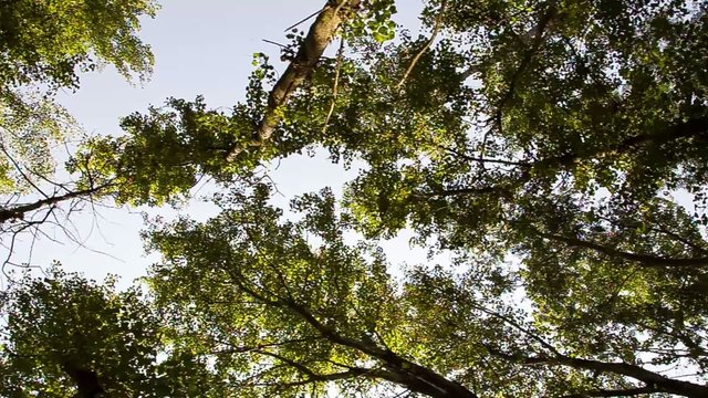 alberi nel parco steady cam