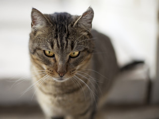 Gato con ojos amarillos