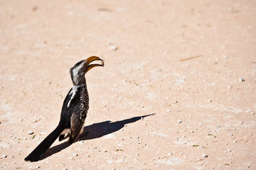 Deserto del Kalahari, Botswana, Africa