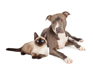 Pit Bull Dog and Siamese Cat
