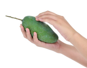 hand holding fresh raw mango isolated on white background