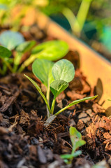 tiny tree emerge from soil