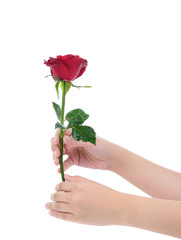 female hand holding a red rose ,isolated on white background