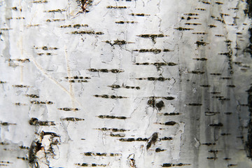 birch tree bark background