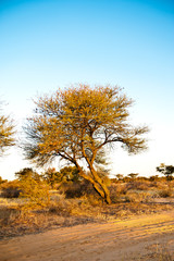 Deserto del Kalahari, Botswana, Africa