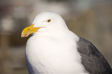 Seagull
