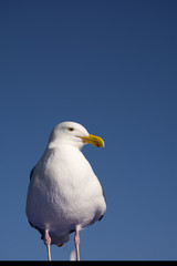 Seagull