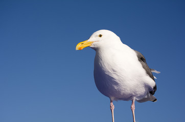 Seagull