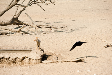Deserto del Kalahari, Botswana, Africa