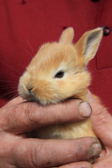 small rabbit in human hands